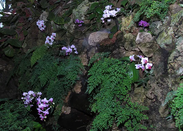 Орхидеи, которые проирастают на скалах - литофиты