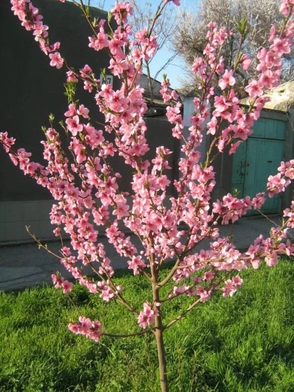 Персиковое дерево: как выглядит, цветет, где растет в России