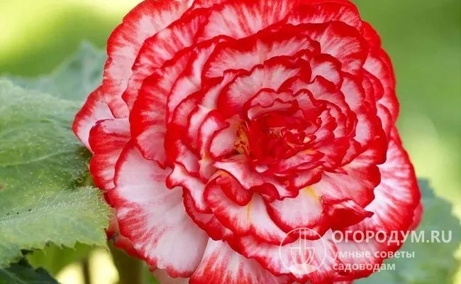 «Мармората»: украшена многочисленными красно-белыми махровыми цветками с ажурной сердцевиной