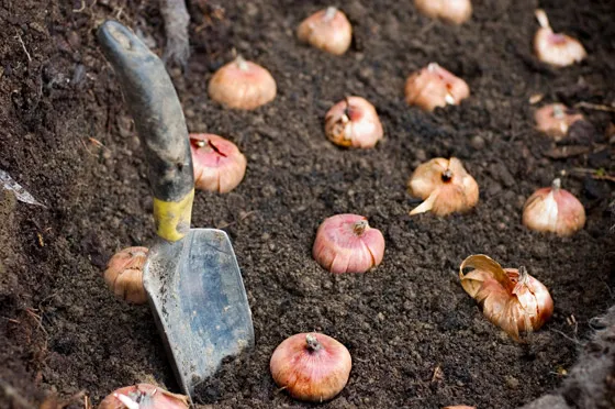 Гладиолусы: уборка и хранение луковиц, практические советы по выращиванию и хранению