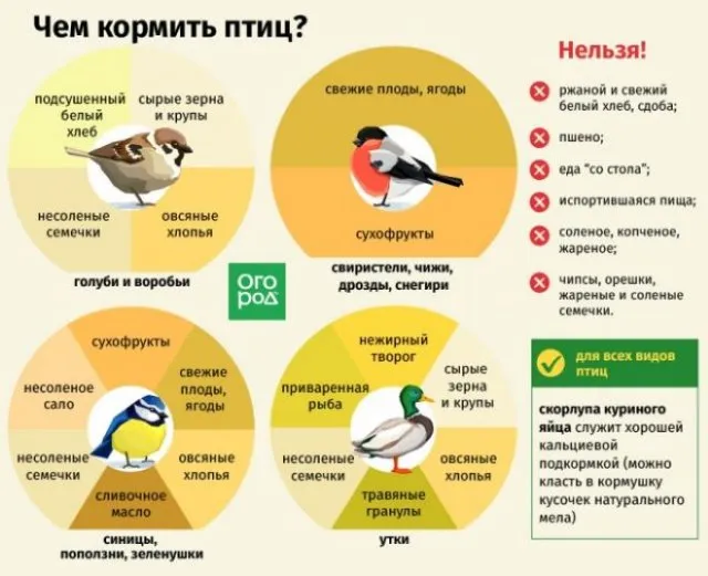 Инфографика чем можно кормить птиц и чем нельзя кормить птиц
