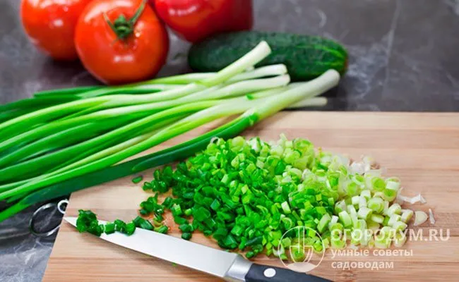 Свежий зеленый лук-батун прекрасно подходит для приготовления салатов, может служить легким гарниром к мясным и рыбным блюдам