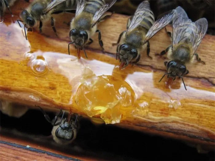 дикие пчелы 