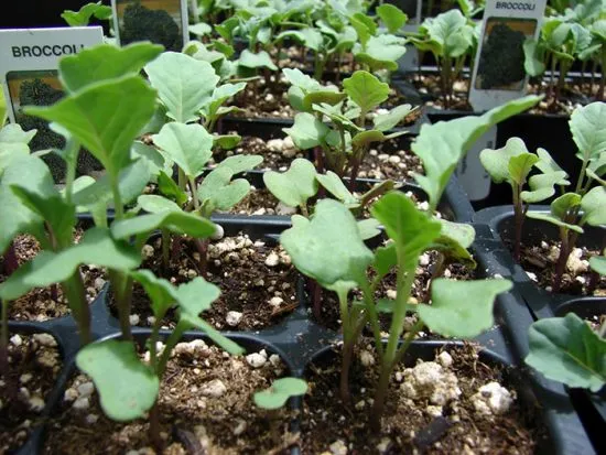 брокколи выращивание и уход в открытом грунте