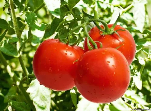 схема подкормки томатов