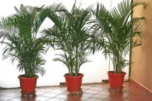 Правильный уход в домашних условиях за хамедореей. Что любит пальма?