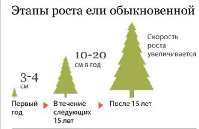 С какой скоростью и насколько сантиметров растет елка за год