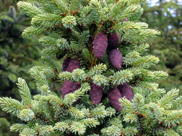 Ель черная (Picea mariana). Фото с сайта wikimedia.org
