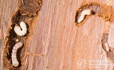 Точильщик – небольшое насекомое, которое питается древесиной, разрушая ее структуру