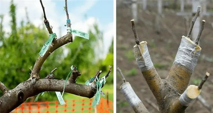 Руководство для начинающих садоводов пошагово: как привить яблоню весной