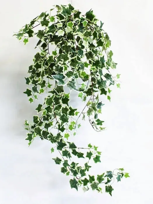 Вьющееся комнатное растение хедера сделает привлекательным стены – оно вырастает до двух метров.