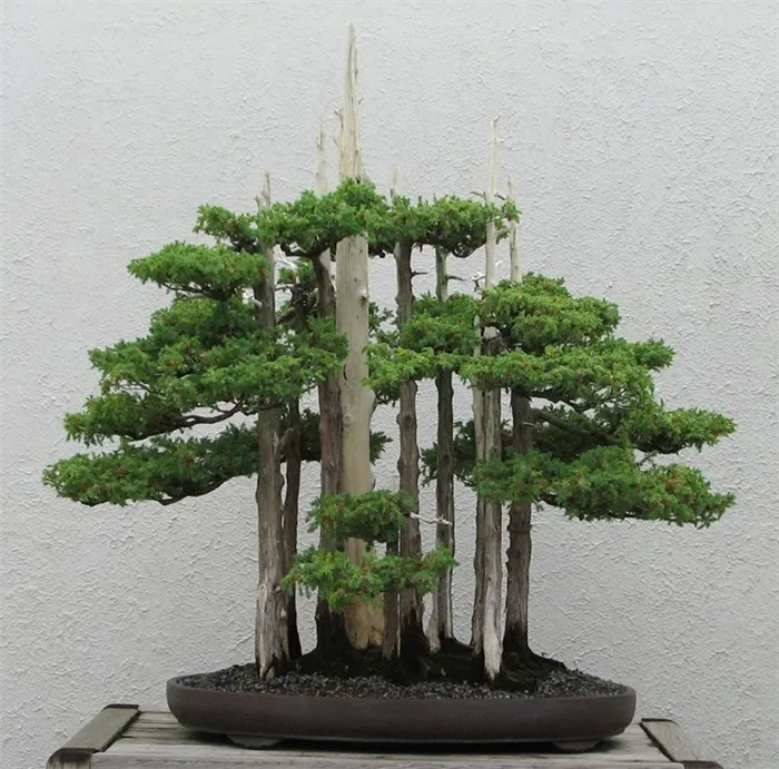  В стиле бонсай формируют деревца, которые не отличить от взрослых собратьев.