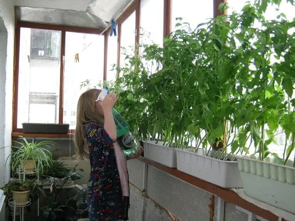 фото: томаты для выращивания на балконе