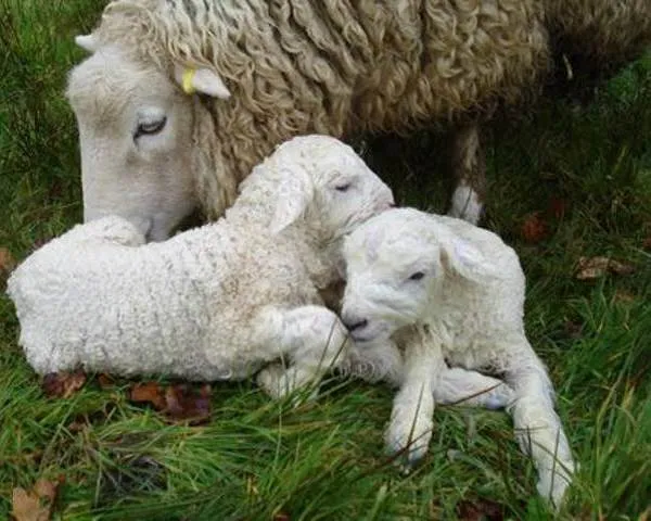 Овца-животное-Описание-особенности-виды-образ-жизни-и-среда-обитания-овцы-8