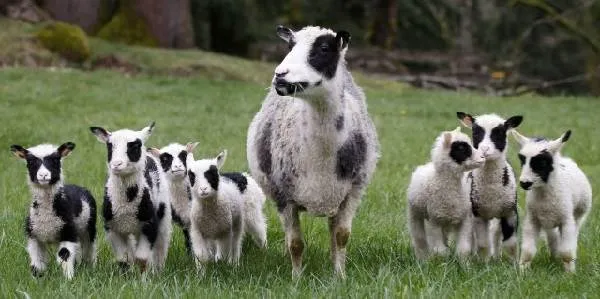 Овца-животное-Описание-особенности-виды-образ-жизни-и-среда-обитания-овцы-7