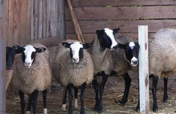 Овца-животное-Описание-особенности-виды-образ-жизни-и-среда-обитания-овцы-9