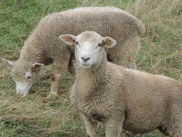 Овца-животное-Описание-особенности-виды-образ-жизни-и-среда-обитания-овцы-6