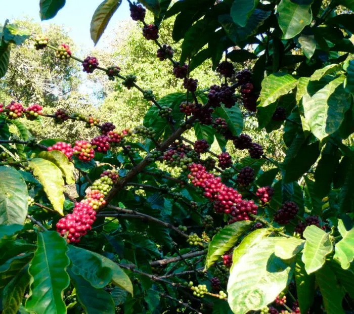 Конголезское кофейное дерево,