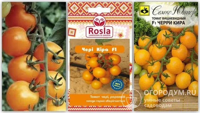 Упаковки семян томатов гибрида «Черри Кира F1» разных производителей и фотография помидоров этого сорта