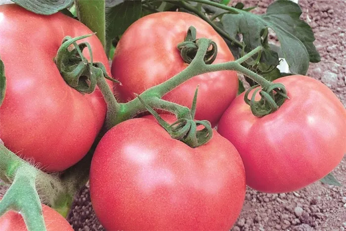 Рейтинг лучших сортов томатов для Подмосковья