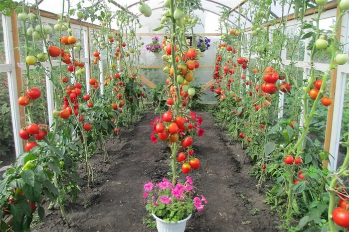 какие томаты лучше выращивать