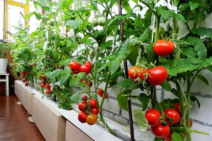 Рейтинг лучших сортов томатов для Подмосковья