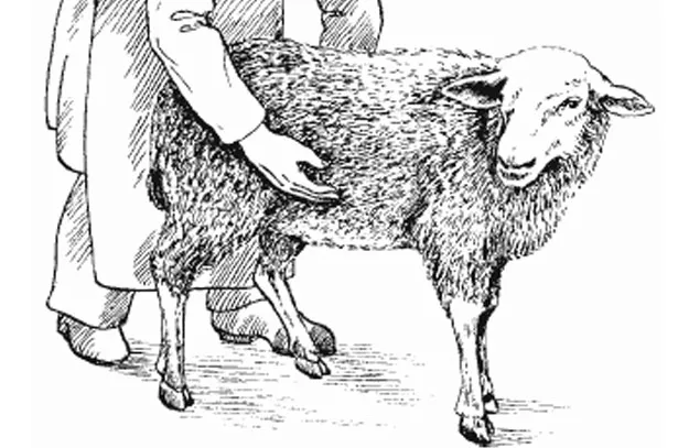 Определение беременности овцы методом пальпации