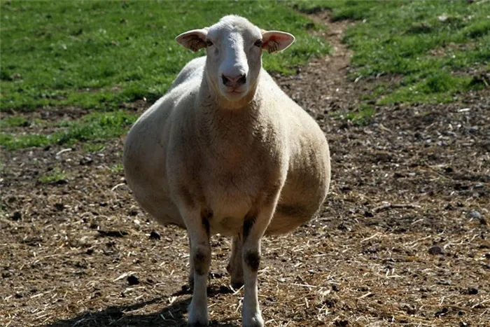 беременность у овцы