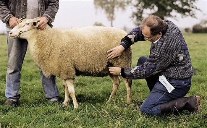 определение сроков беременности овцы