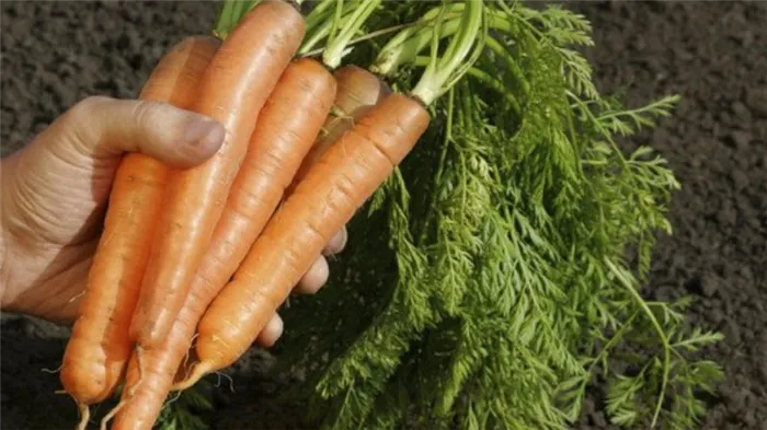 Разбираем строение корневой системы моркови - в чем ее особенности