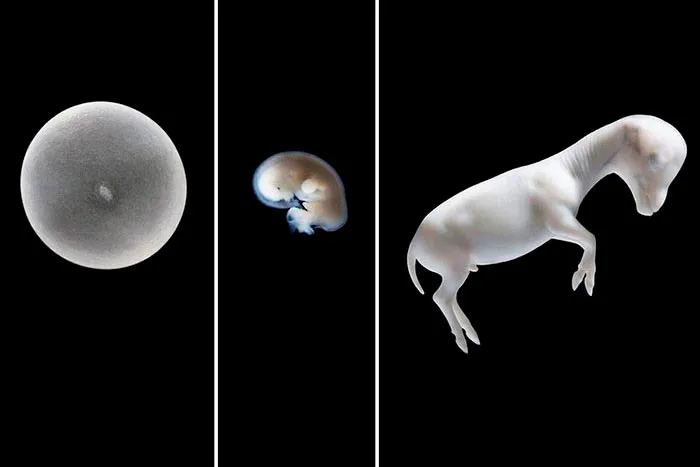 развитие эмбриона лошади
