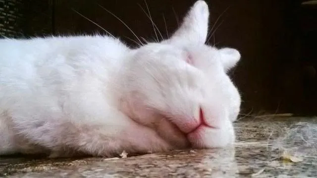 кролик спит