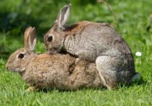 Возраст кроликов для спаривания и правила в домашних условиях для начинающих