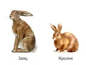 Чем заяц отличается от кролика, сравнение видов и возможно ли скрещивание