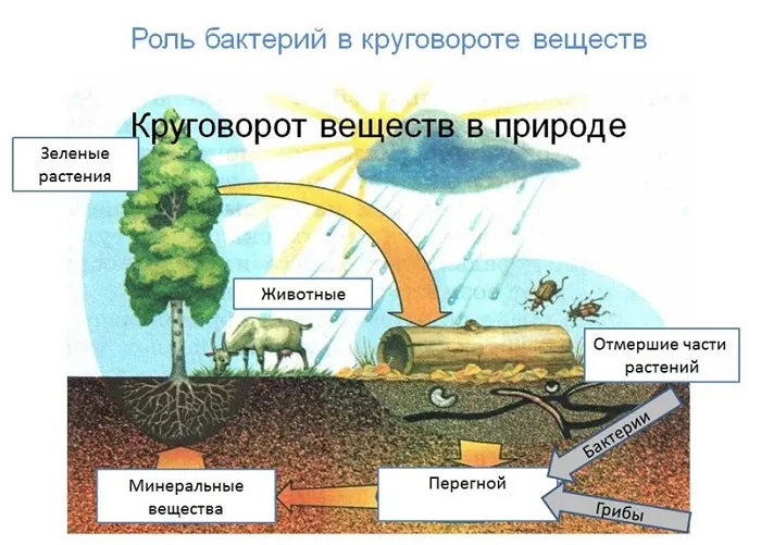 13 krugovorot veshchestv v pririode