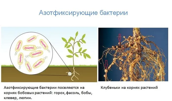 Бактерии гниения картинки