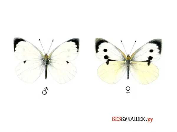 Самец и самка бабочки капустницы