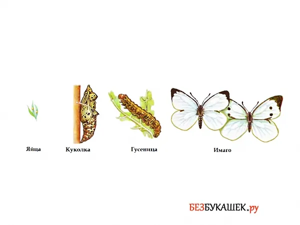 Вот так выглядит жизненный цикл бабочки капустницы