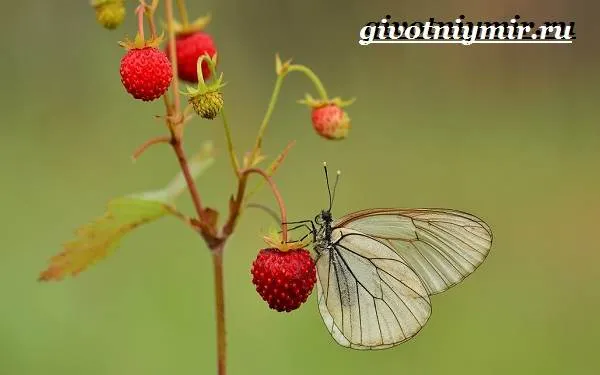 Капустница-бабочка-Образ-жизни-и-среда-обитания-капустницы-11