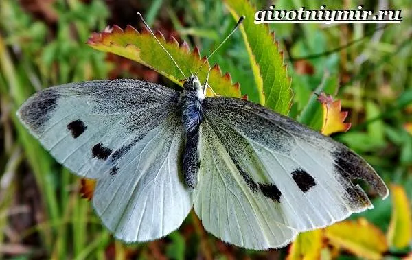 Капустница-бабочка-Образ-жизни-и-среда-обитания-капустницы-4