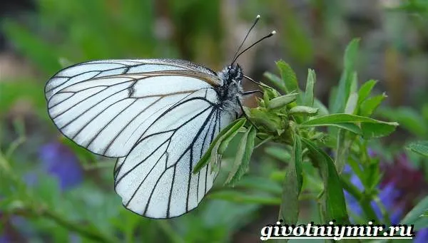 Капустница-бабочка-Образ-жизни-и-среда-обитания-капустницы-2