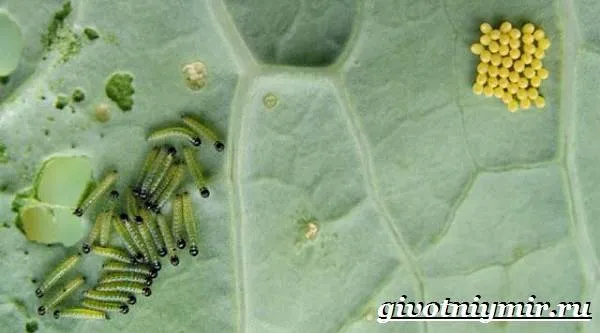 Капустница-бабочка-Образ-жизни-и-среда-обитания-капустницы-12