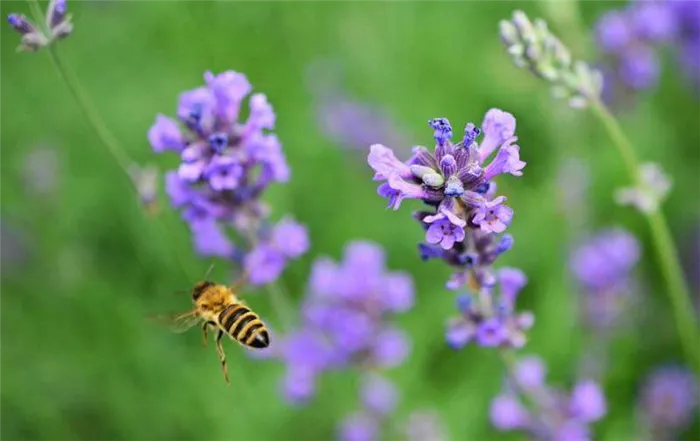 Опыление лаванды пчёлами