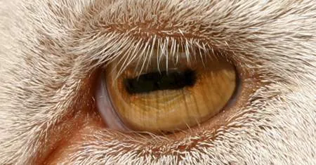 глаз козы