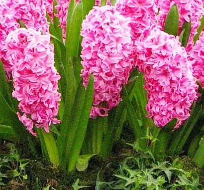 весенние цветы, названия и описание, гиацинты