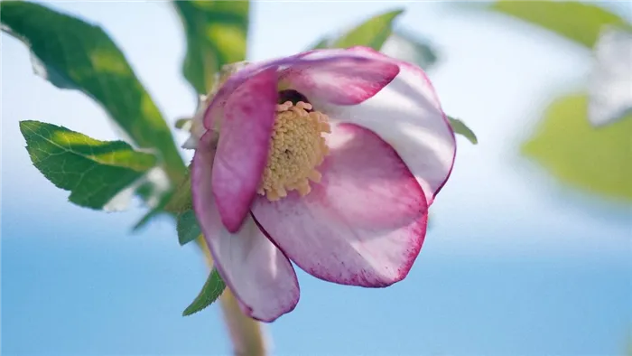 Розовый цветок морозника на стебле