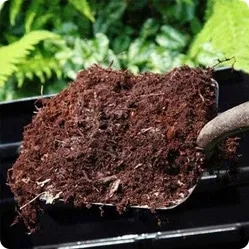 Уход за грушей. В середине мая под каждое растение вносят ведро компоста или перепревшего навоза.