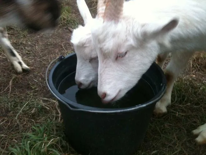 Возле козы всегда должна быть вода