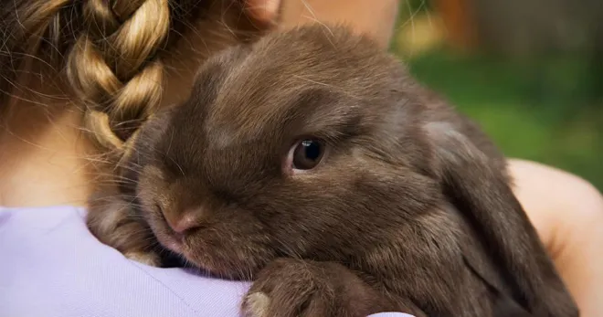 Домашний кролик – описание, нюансы поведения, популярные породы, длительность жизни
