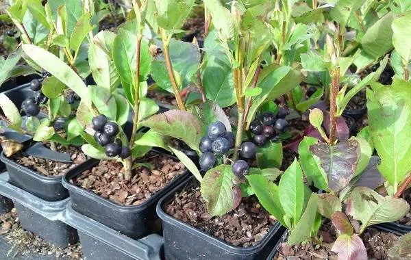 Арония-черноплодная-ягода-Описание-особенности-сорта-и-выращивание-аронии-11